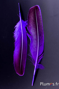Canard - 18-20 cm, gauche et droite - aubergine-noir